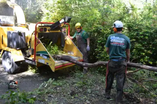 tree services Homestead Valley